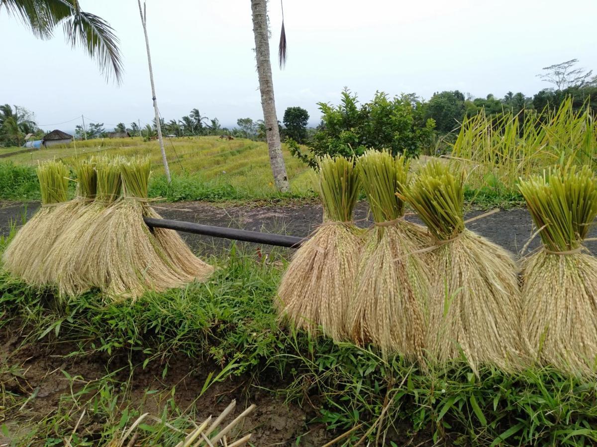 D'Ume Bendoel Homestay Jatiluwih Exterior foto