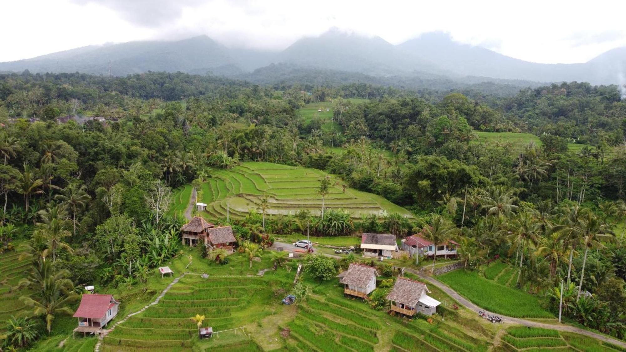 D'Ume Bendoel Homestay Jatiluwih Zimmer foto